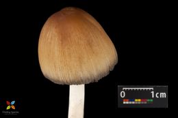 Plancia ëd <i>Coprinus atramentarius</i>