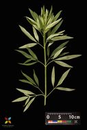 Image of tall tickseed