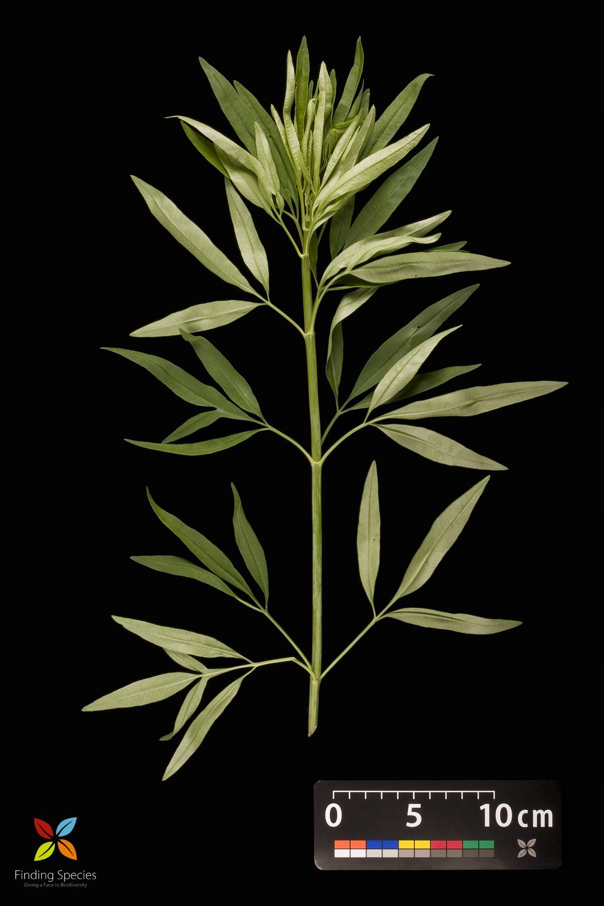 Image of tall tickseed