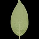 Image of <i>Cornus amomum</i> ssp. <i>obliqua</i> (Raf.) J. S. Wilson