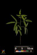 Imagem de Desmodium paniculatum (L.) DC.