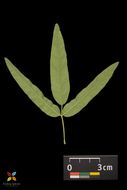 Imagem de Desmodium paniculatum (L.) DC.