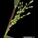 Panicum oligosanthes Schult.的圖片