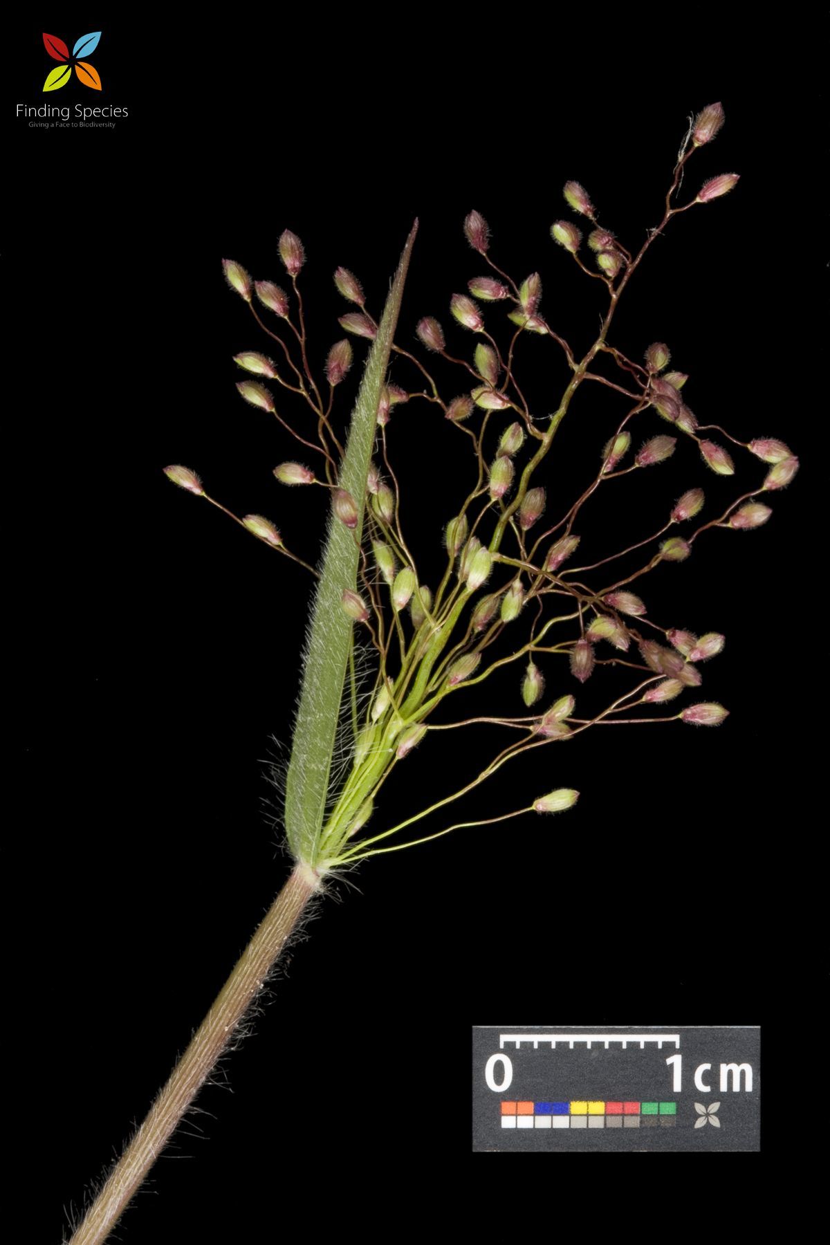 Image of Entolasia olivacea Stapf