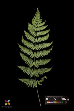 Слика од Dryopteris intermedia (Muhl. ex Willd.) A. Gray