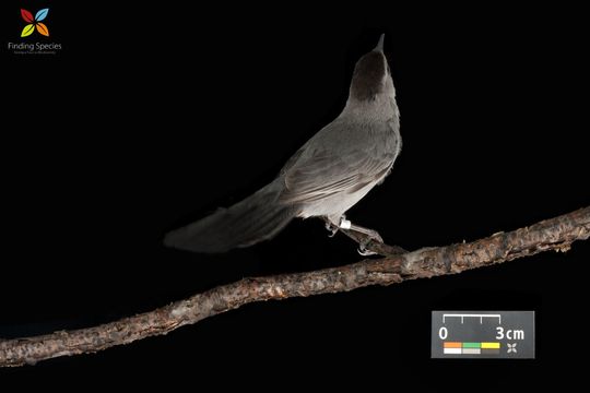 Image of Gray Catbird