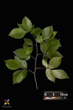 Image of American beech