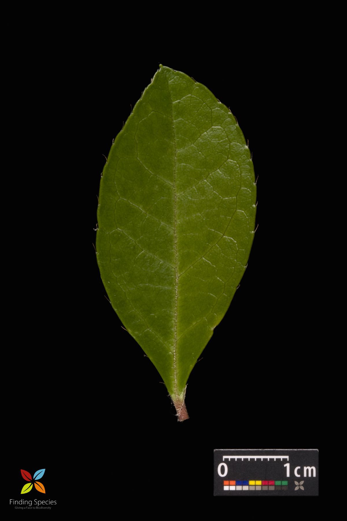 Image of eastern teaberry