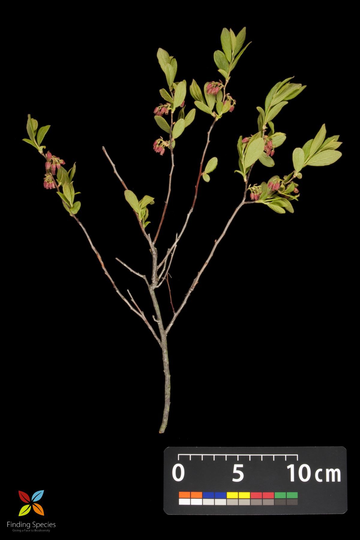 Image of Black Huckleberry