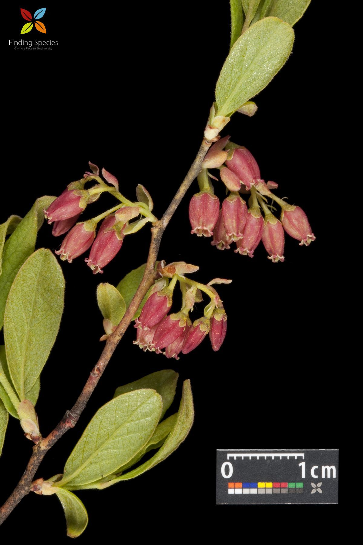 Image of Black Huckleberry