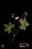 Image of spotted geranium