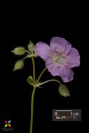 Image of spotted geranium