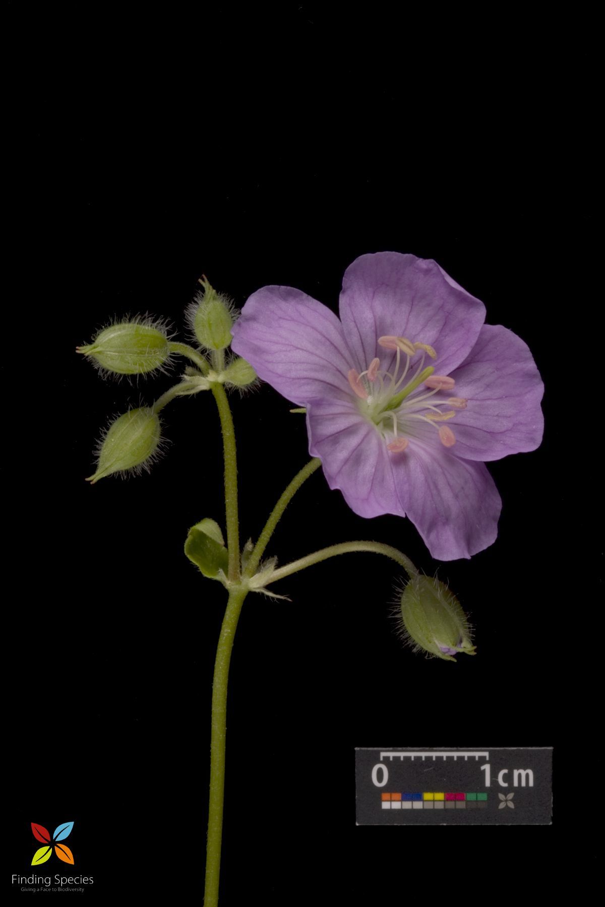 Image of spotted geranium