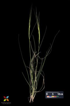 Imagem de Stipa spartea Trin.