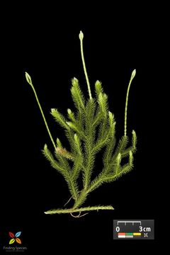 Image of shining clubmoss