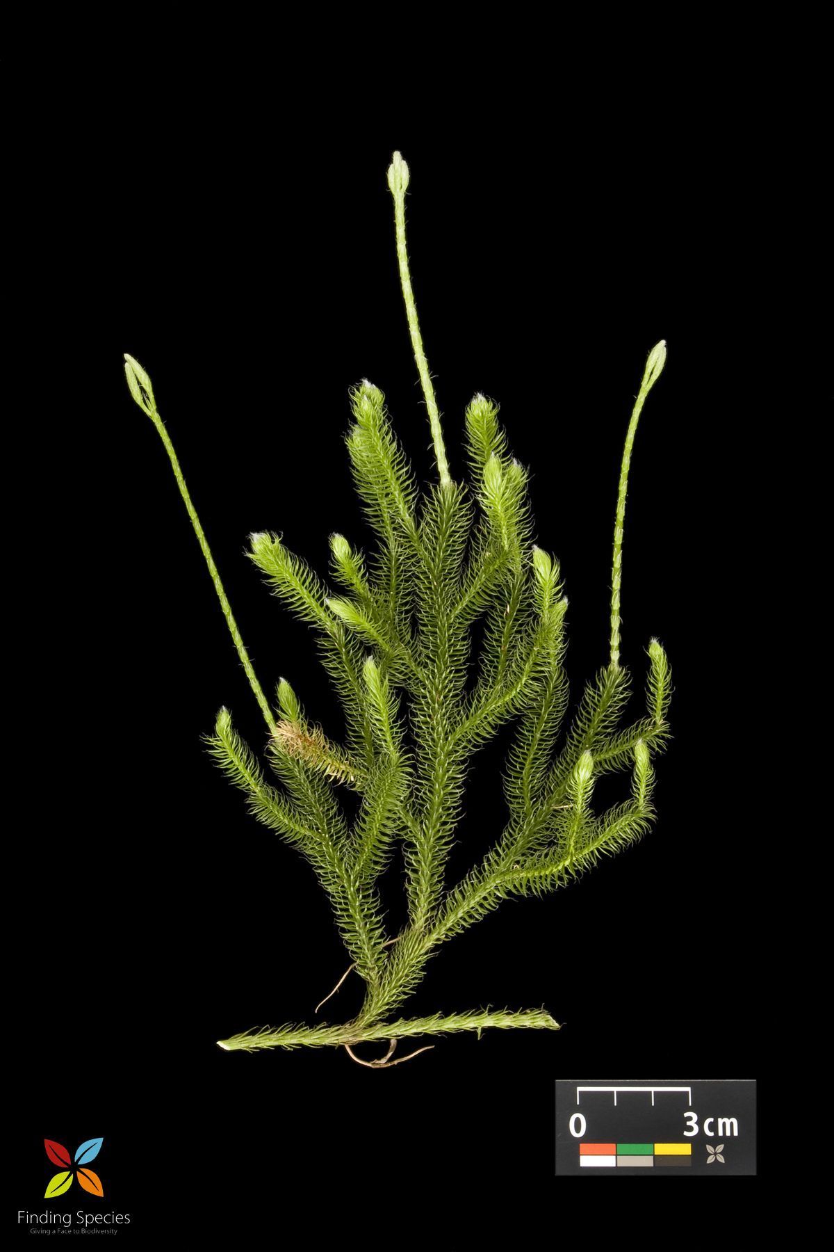 Image of shining clubmoss