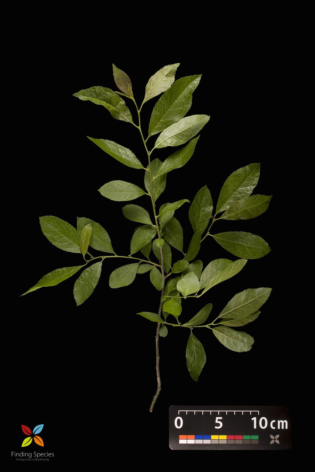 Imagem de Ilex verticillata (L.) A. Gray