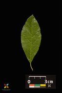 صورة Ilex verticillata (L.) A. Gray