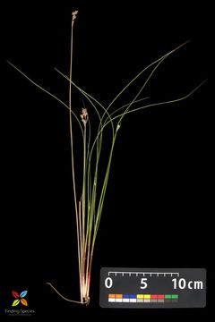 Слика од Juncus dudleyi Wiegand