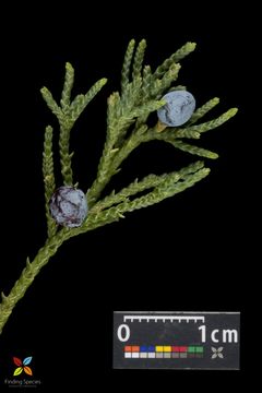 Image of Common Juniper