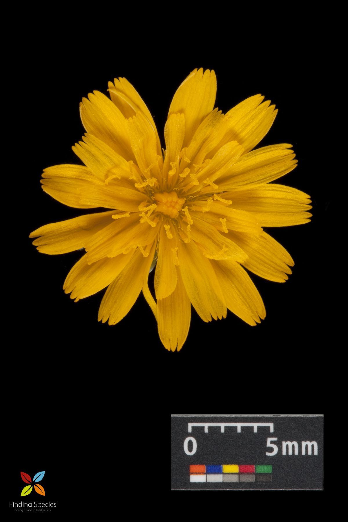 Image of Dwarf dandelion