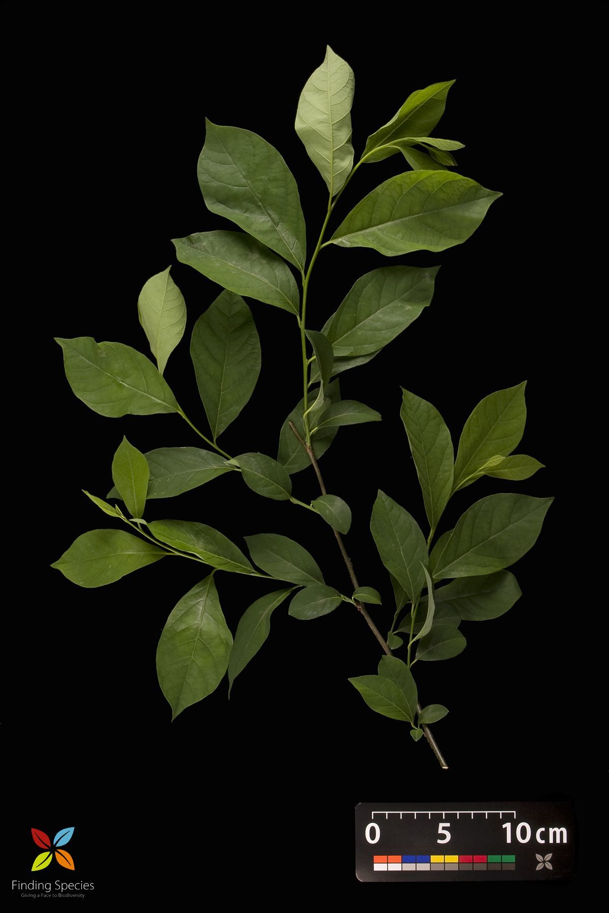 Image of northern spicebush