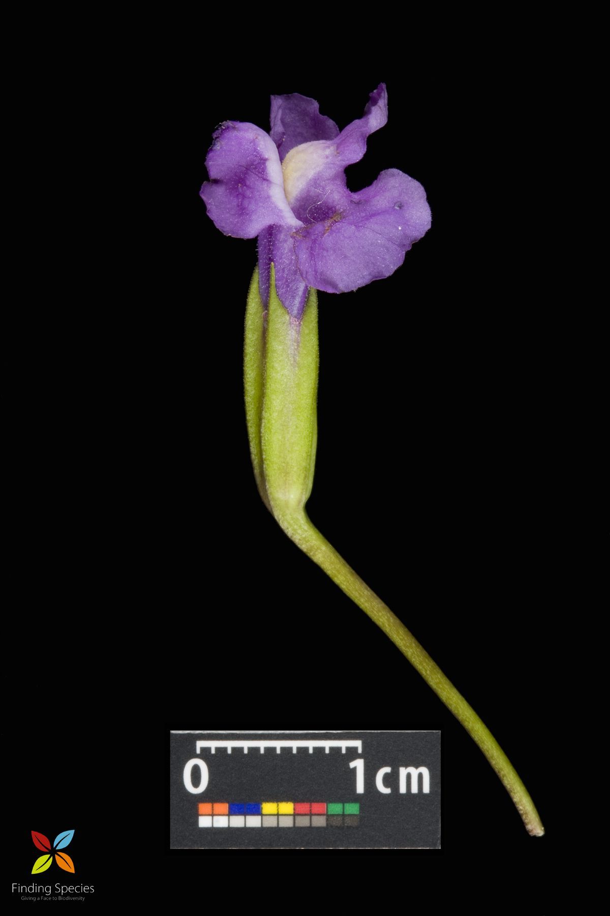 Image of Allegheny monkeyflower