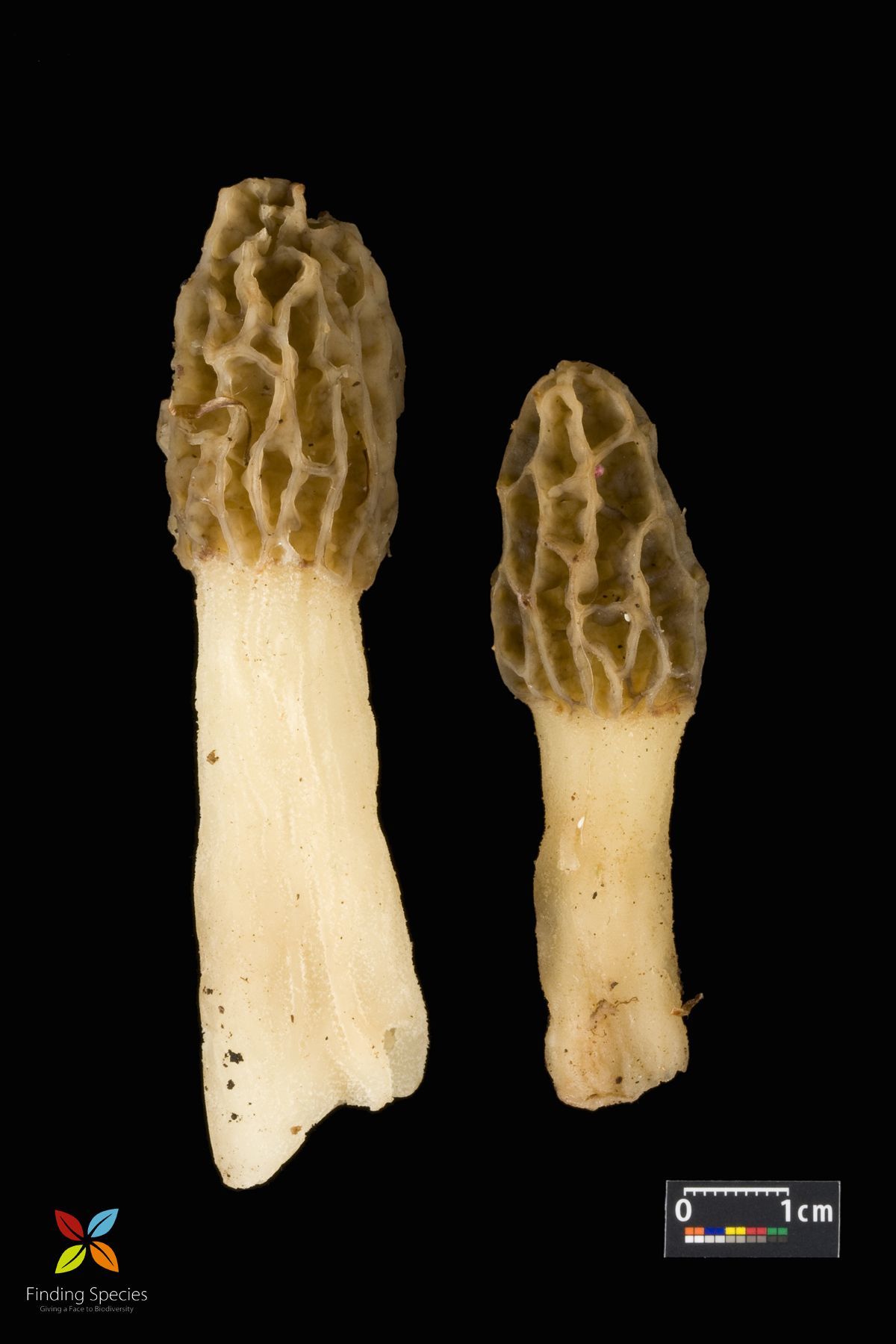 Image of Morchella