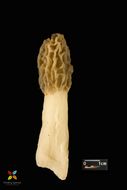 Image of Morchella