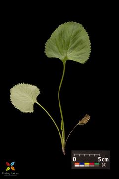 Image of golden ragwort