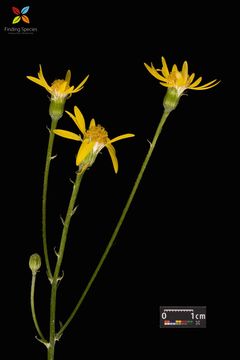 Image of golden ragwort