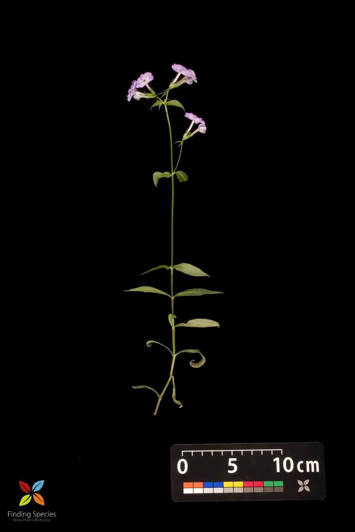 Image of smooth phlox