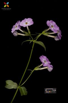 Image of smooth phlox