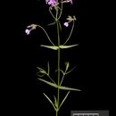 Image de Phlox pilosa L.