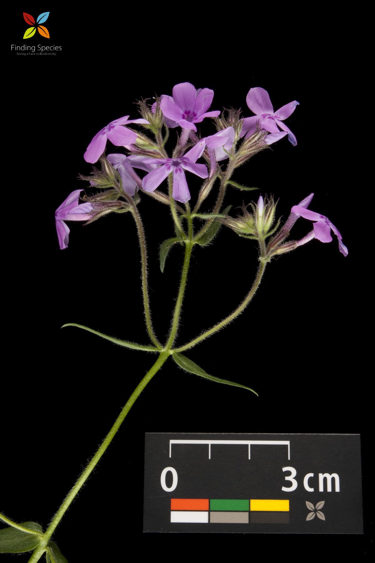 Sivun Phlox pilosa L. kuva