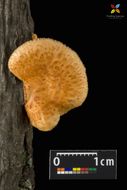 Image of Hexagonal-pored polypore