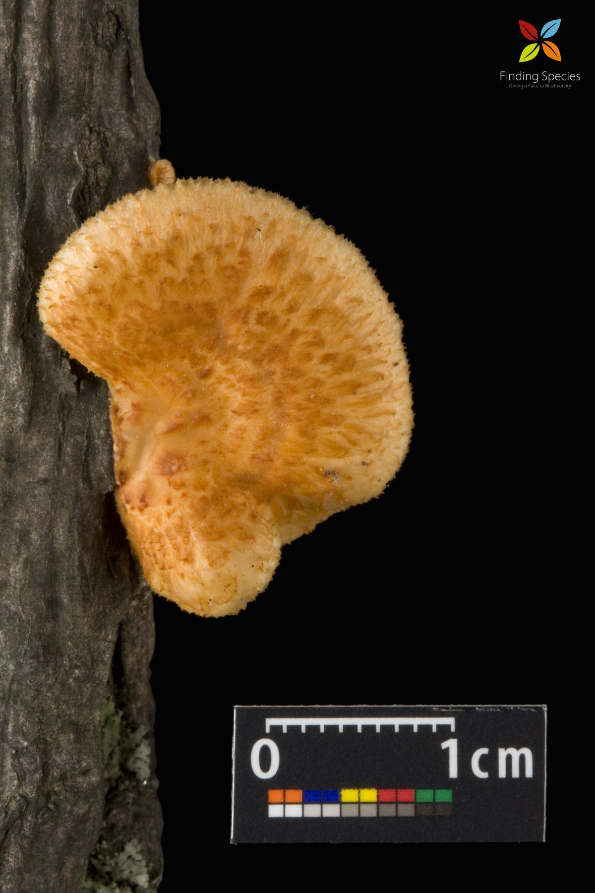 <i>Polyporus alveolaris</i> resmi