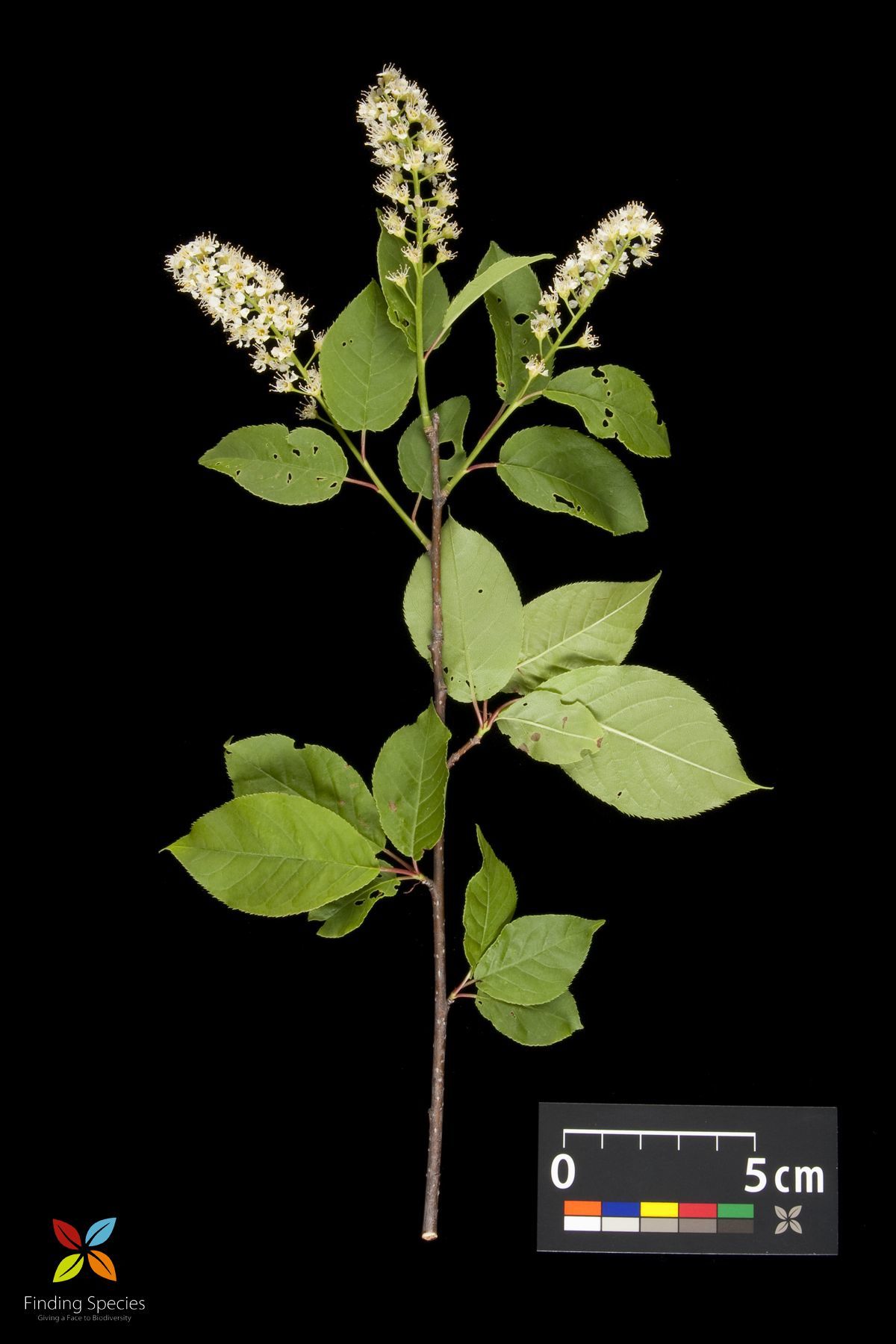 Prunus virginiana L. resmi