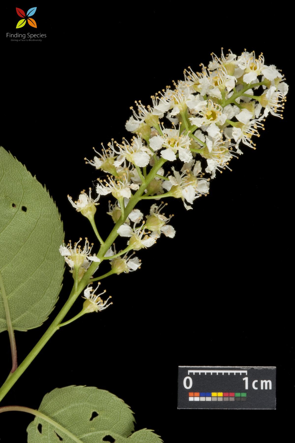 Prunus virginiana L. resmi