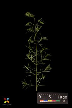 Image of <i>Pycnanthemum virginicum</i>