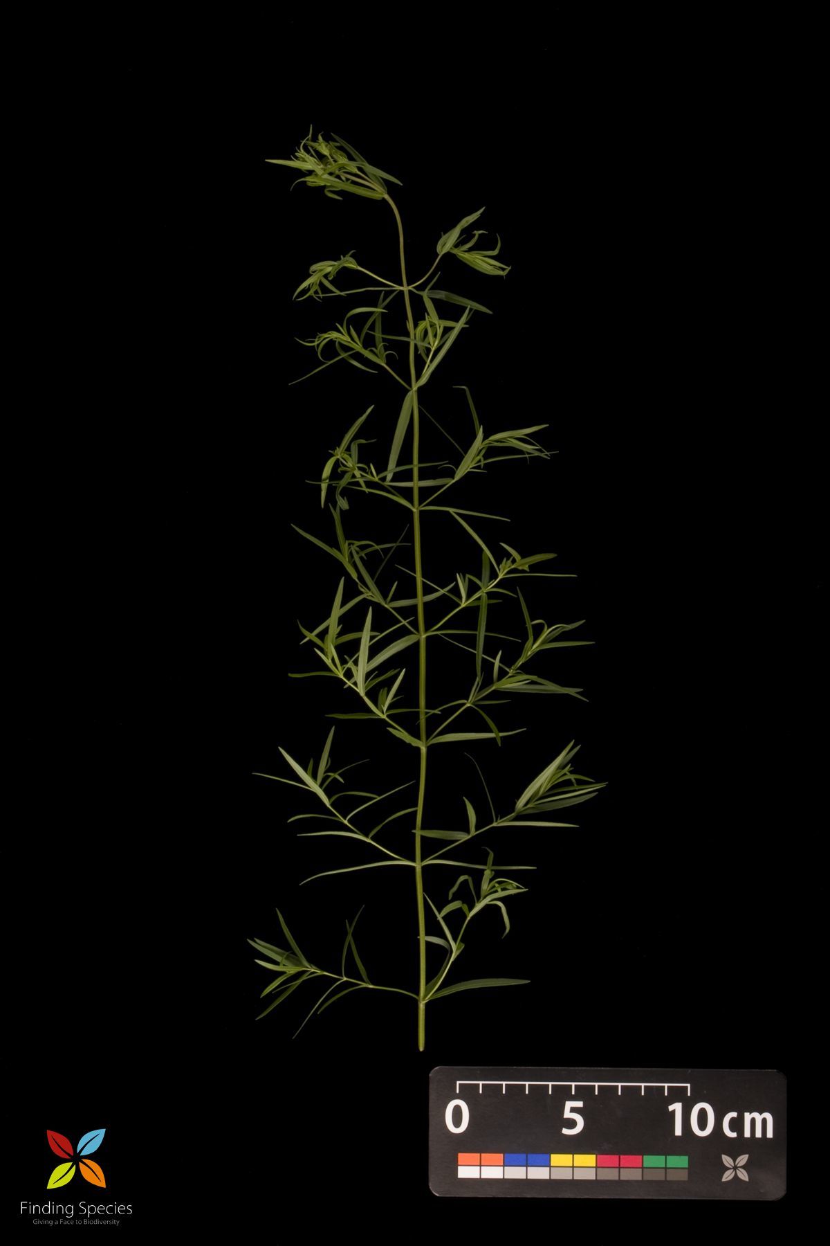 Image of <i>Pycnanthemum virginicum</i>