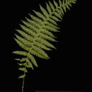 Image of maiden fern