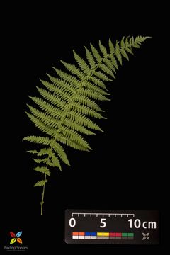 Image of New York fern