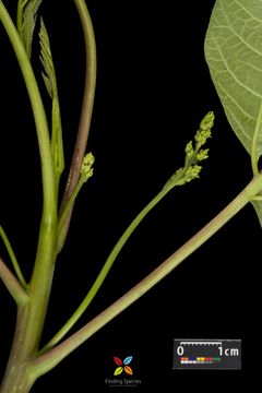 Image of poison sumac