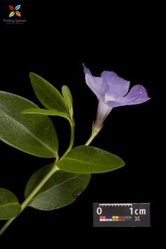 Image of Common Periwinkle