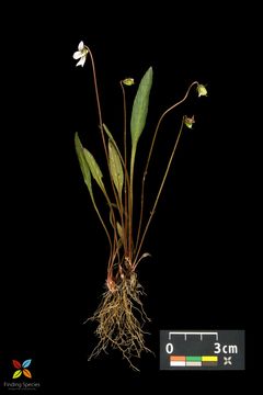 Image of bog white violet