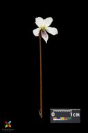 Image of bog white violet