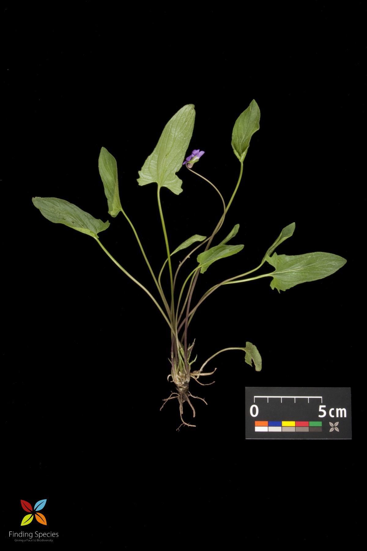 Image of arrowleaf violet