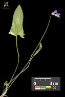 Image of arrowleaf violet