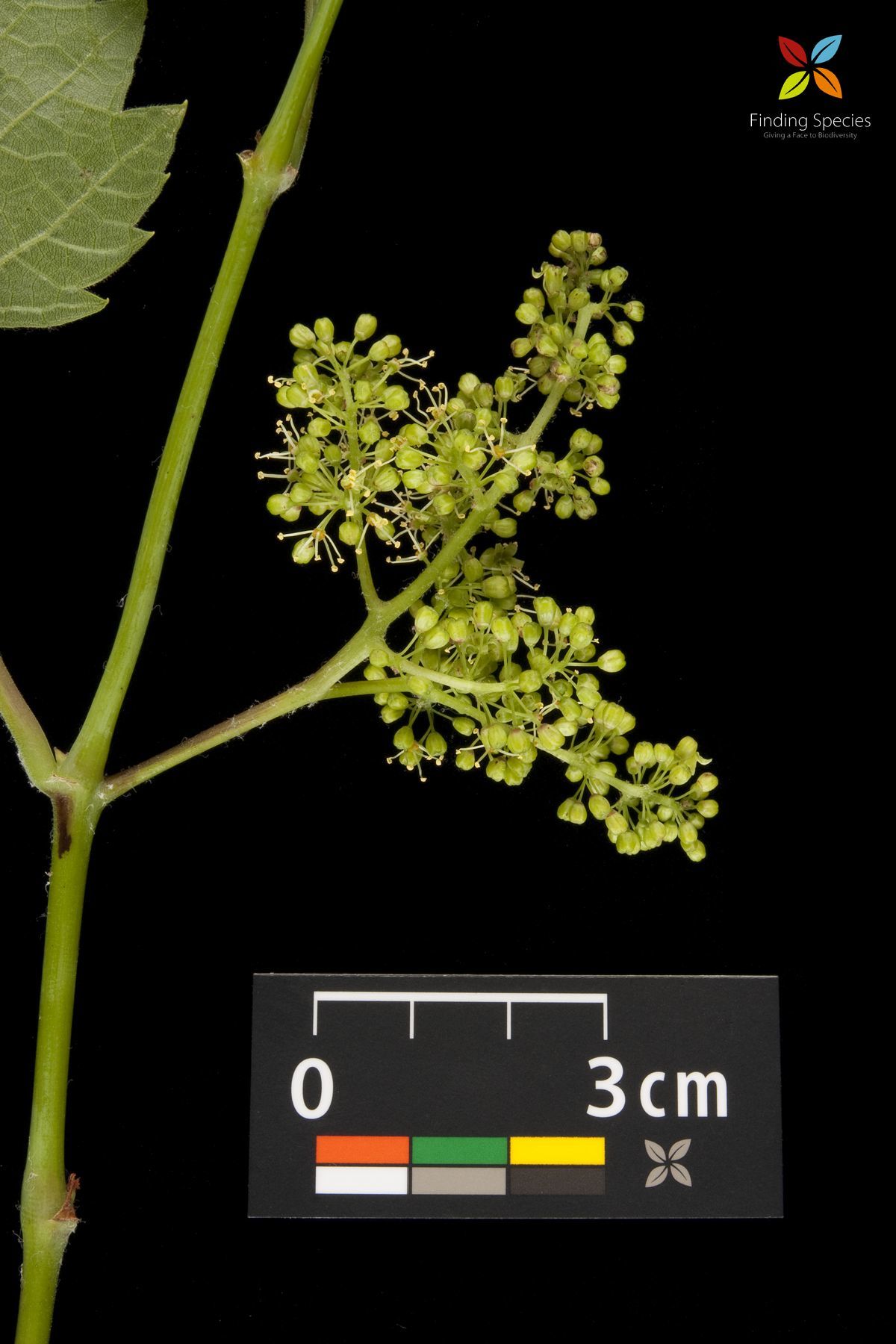 Image of <i>Vitis riparia</i>